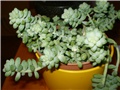 sedum burrito